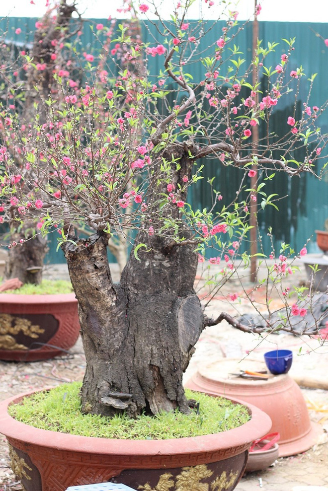 Những cây cảnh Tết giá trên trời dành cho đại gia